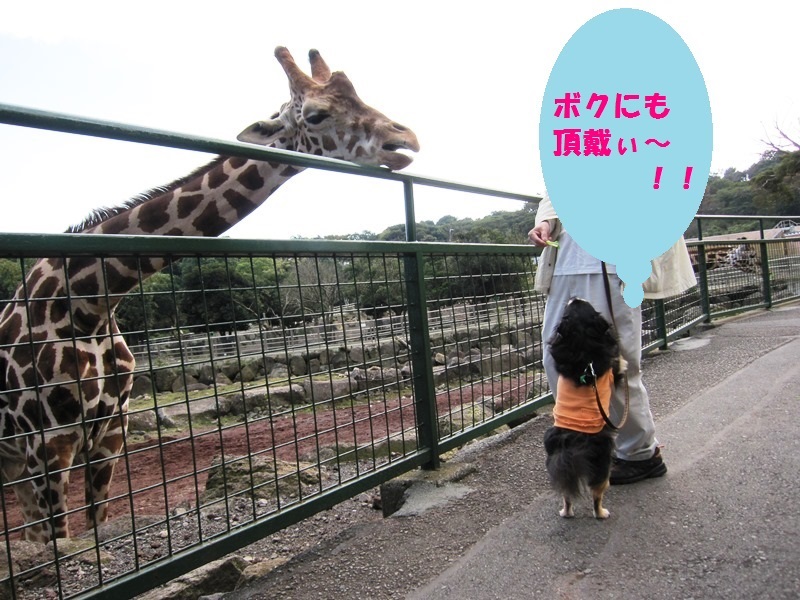 伊豆 アニマルキングダム じんたの日記