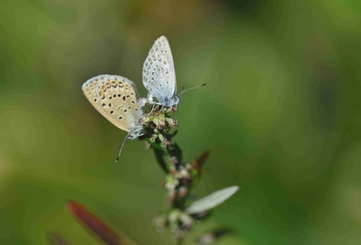 裏高尾の草花_c0315700_18250138.jpg