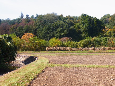 埼玉中部　　      　　　　　　　　里山の蝶2014/11/02①_d0251807_17245958.jpg