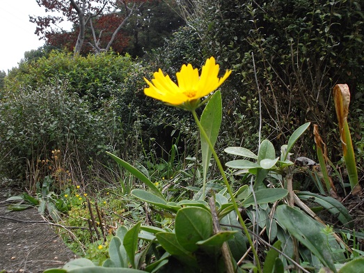 桜井ＷＦ 鳥見山から外鎌山_d0288411_19475556.jpg