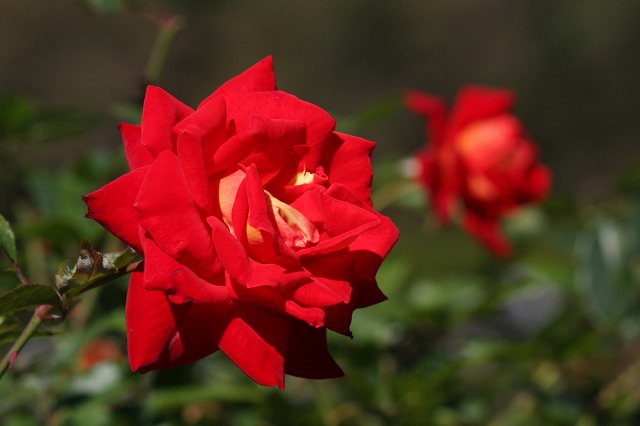 e0117318_11431961.jpg