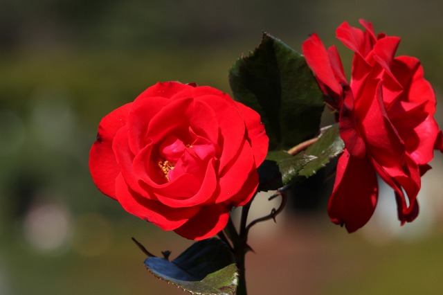 e0117318_11455516.jpg