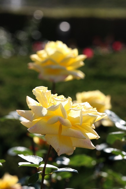 e0117318_1147035.jpg