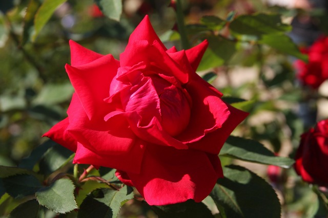e0117318_11514030.jpg