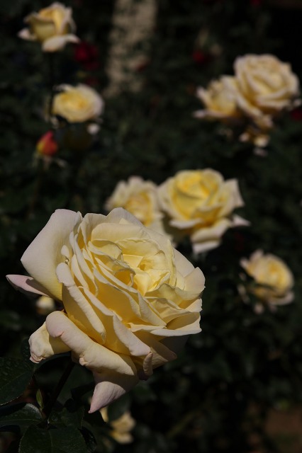 e0117318_11535017.jpg