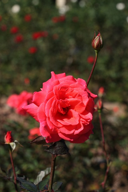 e0117318_115366.jpg