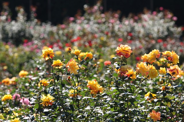 e0117318_11551775.jpg