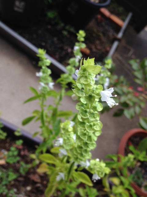 e0276823_20215365.jpeg