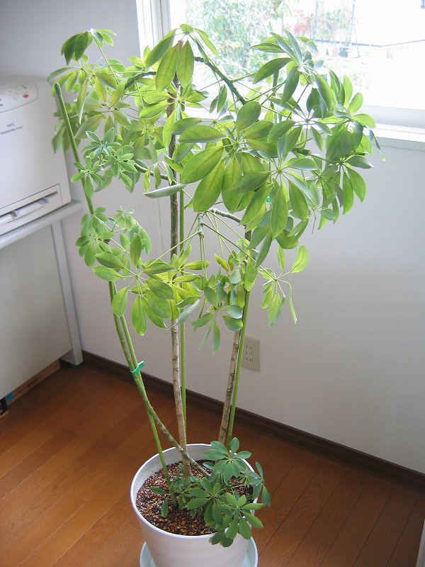 前から気になっていたカポックの植え替えをしました パソコン教室くりっくのブログ