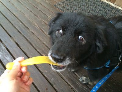 結論：うちの犬の食欲はリミットレス。_f0032125_19543670.jpg