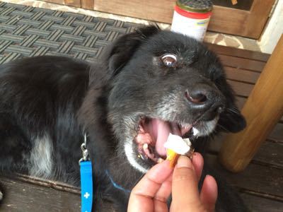 結論：うちの犬の食欲はリミットレス。_f0032125_19544516.jpg