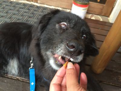 結論：うちの犬の食欲はリミットレス。_f0032125_1954487.jpg