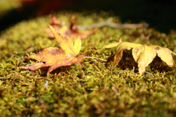 f0229832_10104150.jpg