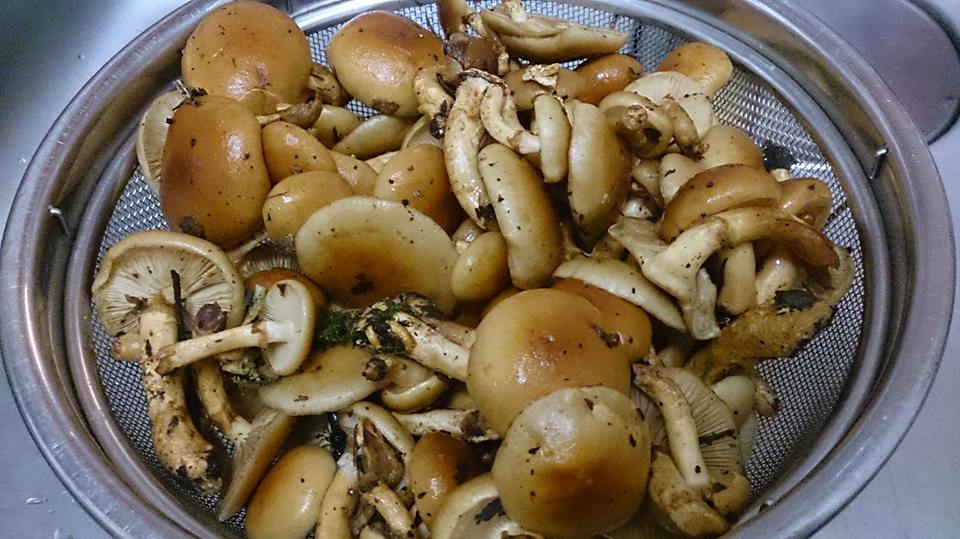 岩手の里山の恵み〜山なめこ〜_b0199244_23324047.jpg