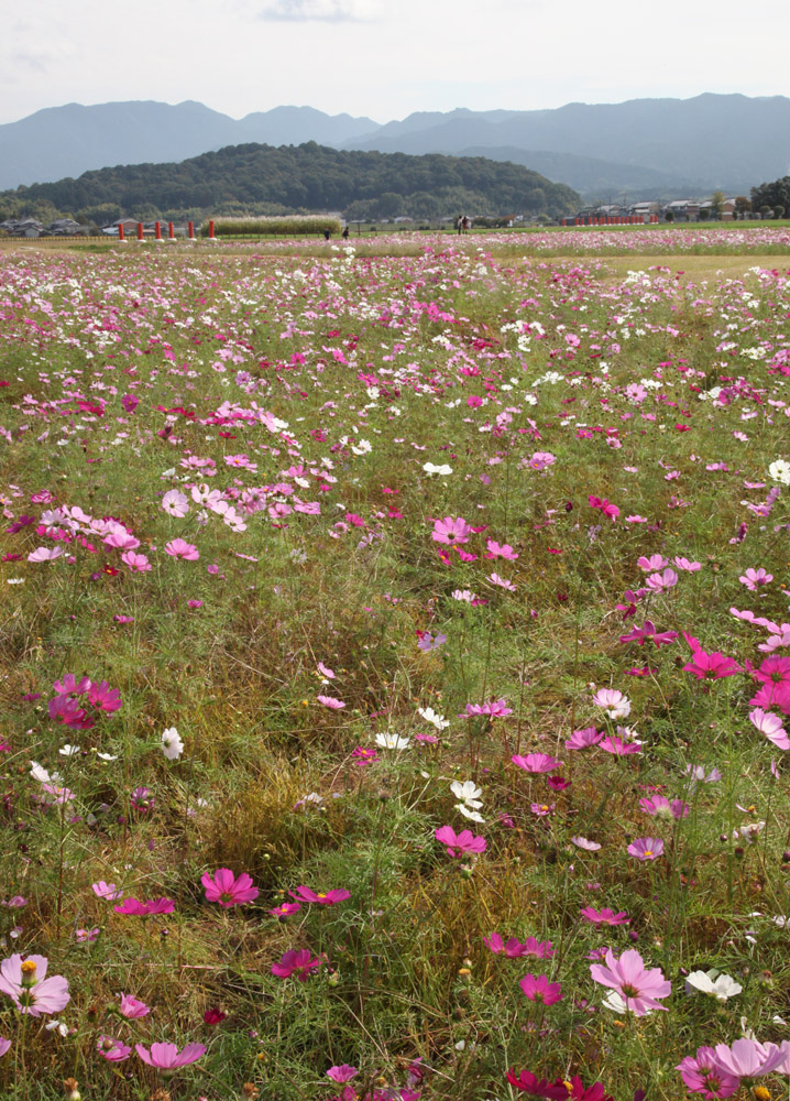 橿原市　藤原宮跡　コスモス_c0108146_23181897.jpg