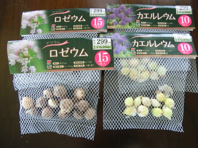来春への準備 球根植え付け ニッキーののんびり気まま暮らし