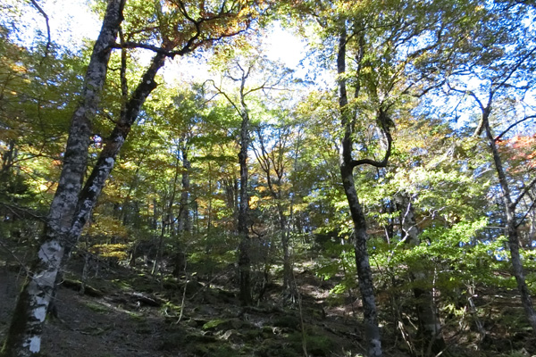  大杉谷～東大台ケ原～西大台ケ原：2泊3日（10/19）_f0007956_21185891.jpg