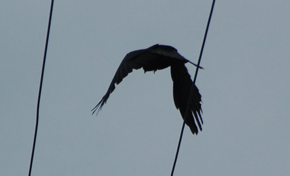 c0108460_15442515.jpg