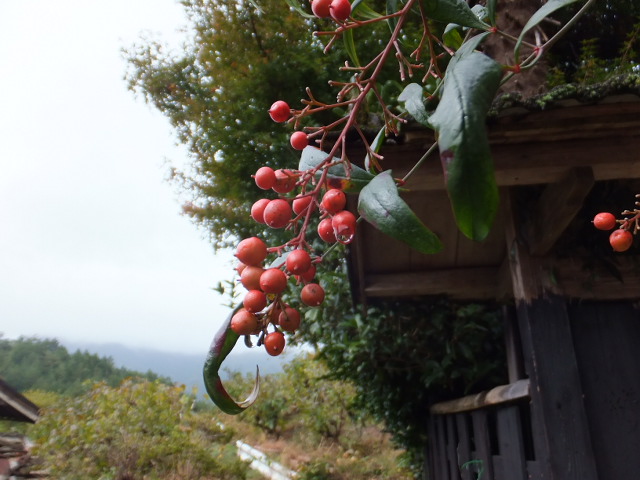 雨の秋風景_a0271502_17504780.jpg