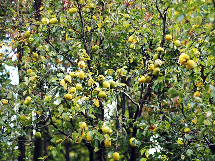 c0187503_20422863.jpg