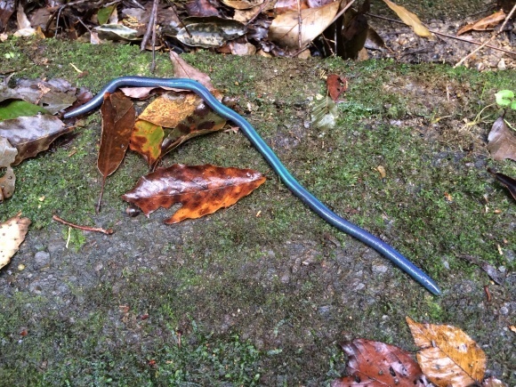 カンタロウミミズとか シーボルトミミズとか 宮崎の木城町の山にて 治華な那覇暮らし カンタロウミミズとか シーボルトミミズとか 宮崎の木城町の山にて 治華な那覇暮らし