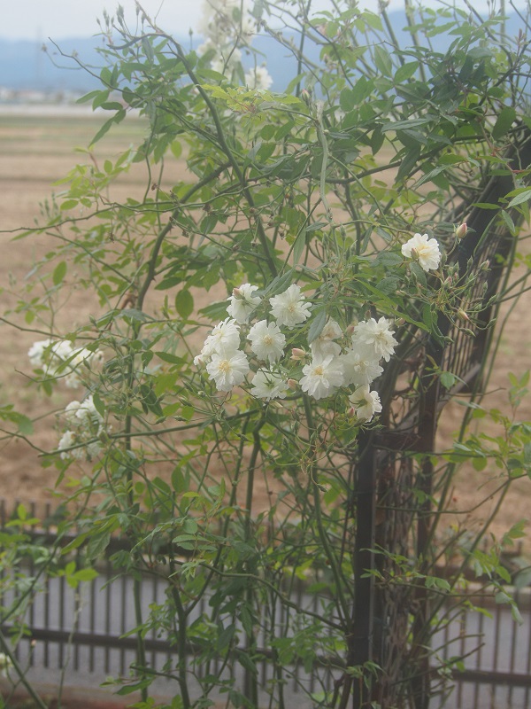 d0001008_1025995.jpg