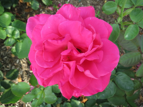 e0167411_10362677.jpg