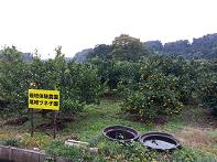 b0119113_172624.jpg