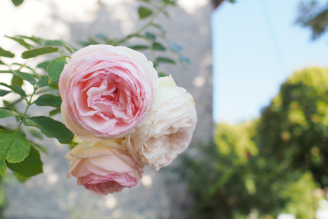 フランスの小さな村「Chatillon-en-Diois」_d0063314_16362894.jpg