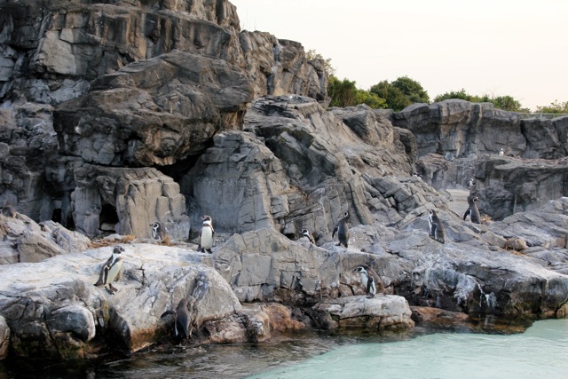 【葛西臨海水族園 ー ペンギン ー 】葛西臨海散歩 part 3_f0348831_08422495.jpg