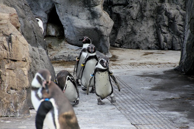 【葛西臨海水族園 ー ペンギン ー 】葛西臨海散歩 part 3_f0348831_08472081.jpg