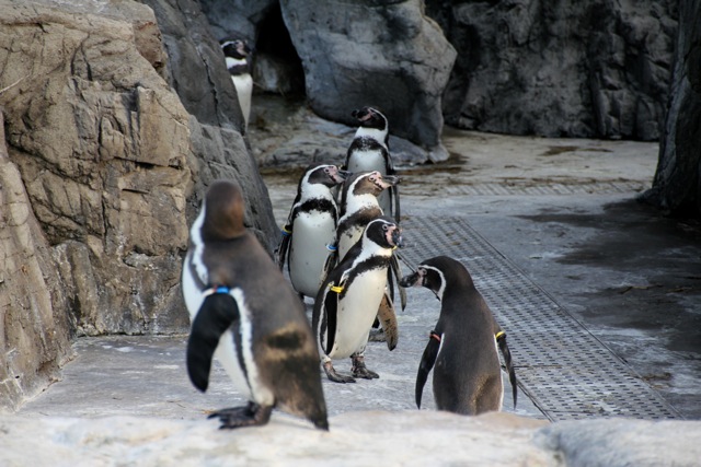 【葛西臨海水族園 ー ペンギン ー 】葛西臨海散歩 part 3_f0348831_08475427.jpg