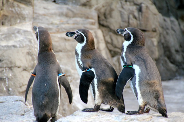 【葛西臨海水族園 ー ペンギン ー 】葛西臨海散歩 part 3_f0348831_08485582.jpg