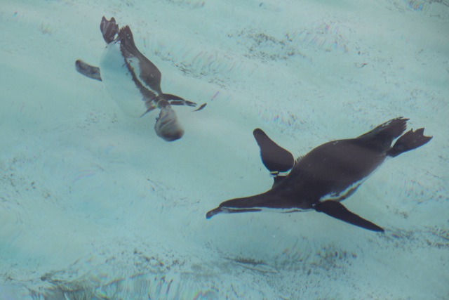 【葛西臨海水族園 ー ペンギン ー 】葛西臨海散歩 part 3_f0348831_08495455.jpg
