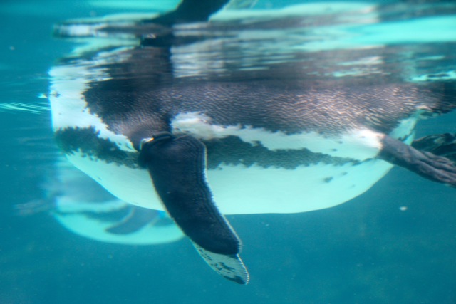 【葛西臨海水族園 ー ペンギン ー 】葛西臨海散歩 part 3_f0348831_08495829.jpg