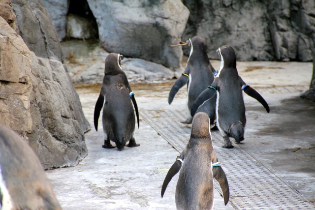 【葛西臨海水族園 ー ペンギン ー 】葛西臨海散歩 part 3_f0348831_08500388.jpg