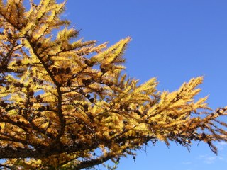 c0088437_1140893.jpg