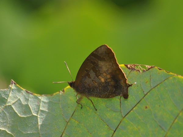 c0045352_211529.jpg