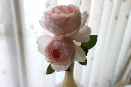 秋の マダム フィガロ La Rose 薔薇の庭 秋の マダム フィガロ La Rose 薔薇の庭