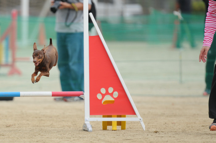 北九州クラブアジリティー競技会　‘14/10/26　その６_d0230464_10505381.jpg