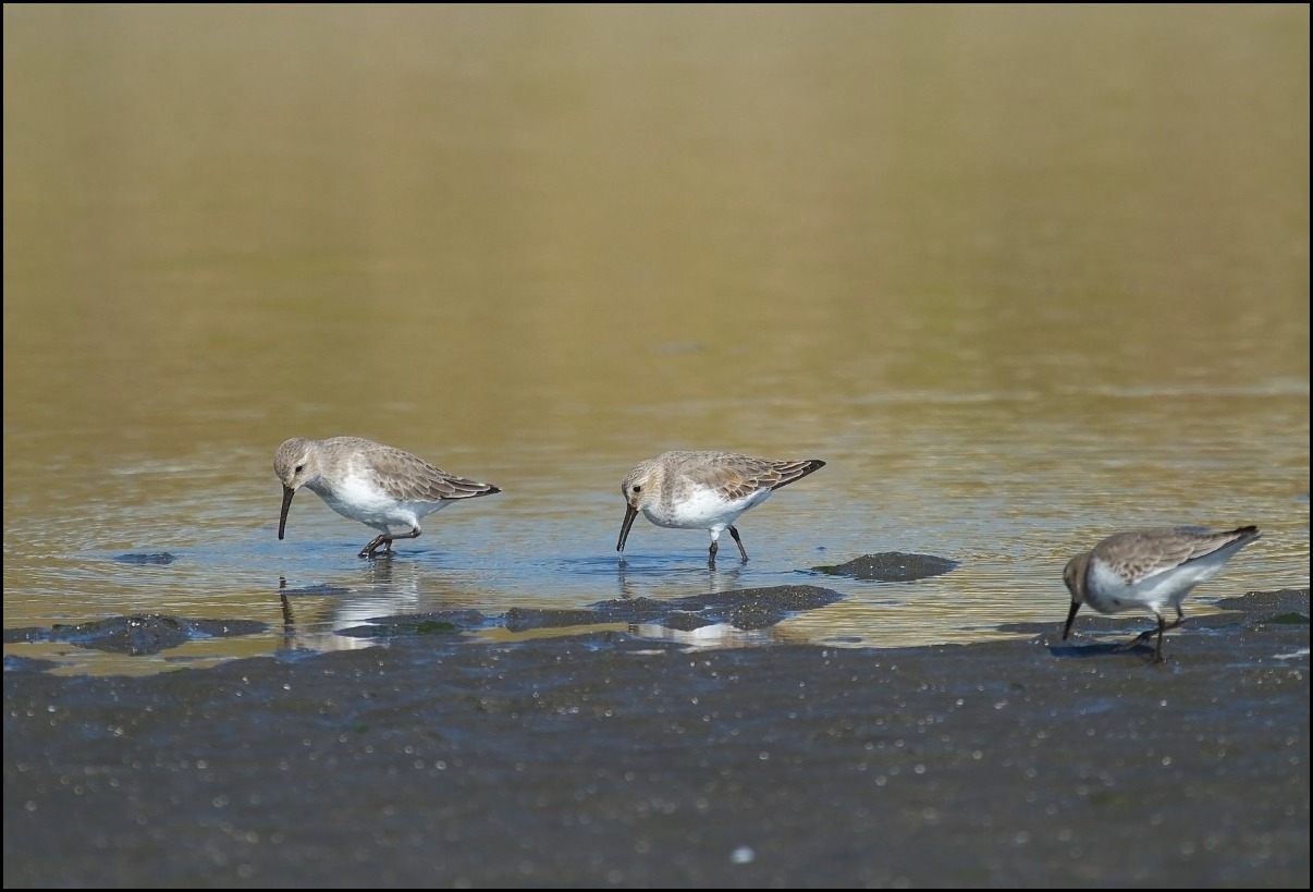 三番瀬の鳥たち_b0044477_0124734.jpg