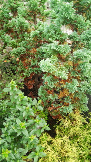 c0064678_18104733.jpg