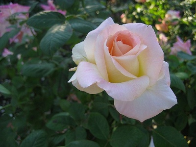 c0229483_8384457.jpg