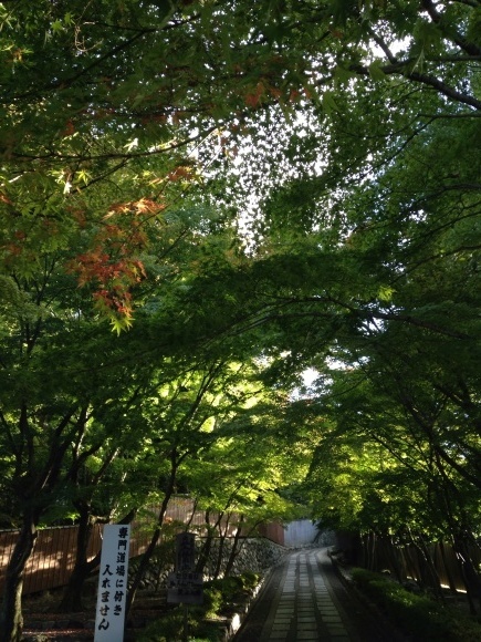 東福寺 紅葉日記_d0159884_16365514.jpg