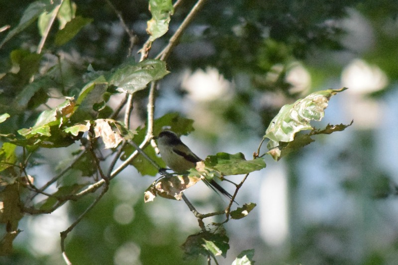 多摩動物公園の野鳥_a0127090_17351961.jpg