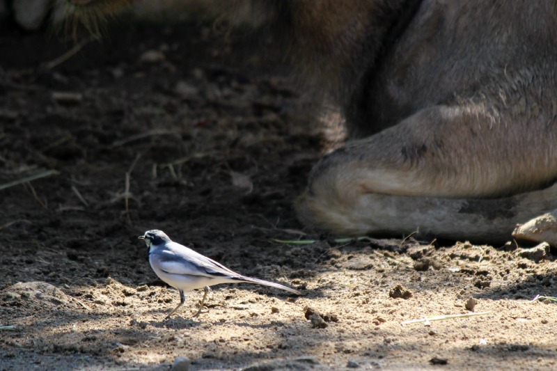 多摩動物公園の野鳥_a0127090_1754429.jpg