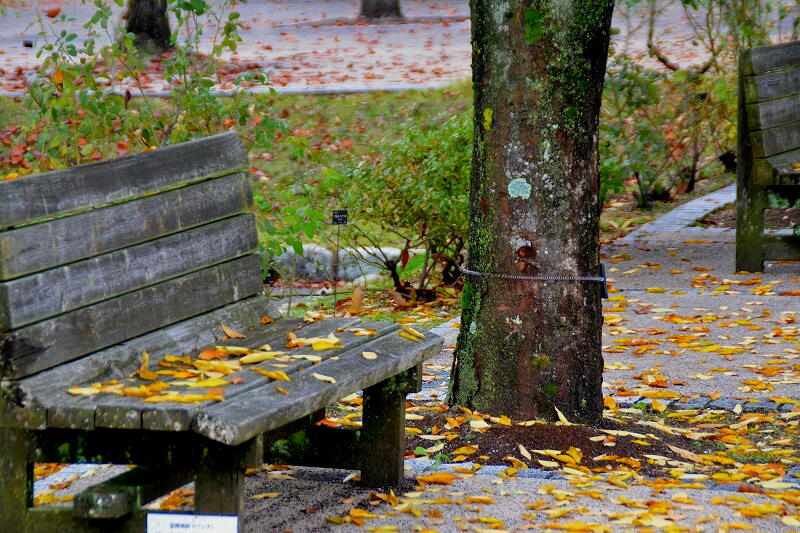 花フェスタ記念公園②_c0265095_15490928.jpg