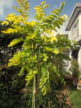 c0117898_20530538.jpg