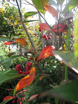 c0117898_20545269.jpg