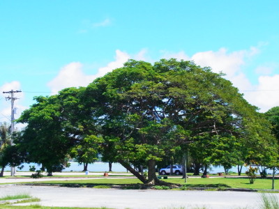 おひとりさま常夏の楽園GUAM～ローカルタウン　ハガニアを巡る_c0172698_1495587.jpg